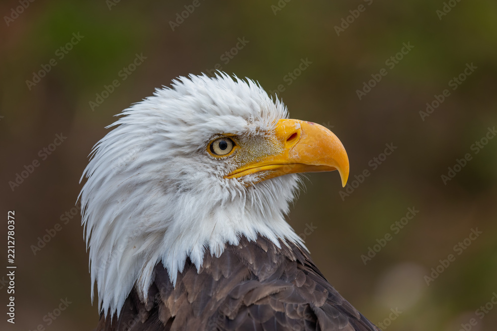 Obraz premium Close-up profile portrait of a Bald Eagle (Haliaeetus leucocephalus) showcasing its iconic white head and sharp yellow beak against a dark background.