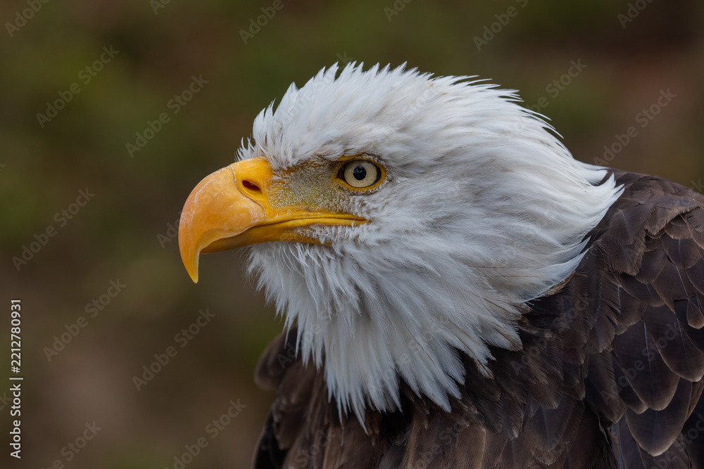 Fototapeta premium Close-up profile portrait of a Bald Eagle (Haliaeetus leucocephalus) showcasing its iconic white head and sharp yellow beak against a dark background.