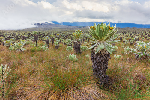 Landscape view of the high-altitude páramo ecosystem covered with giant frailejones plants (Espeletia pycnophylla) under an overcast sky at the Reserva Ecológica El Ángel in Ecuador.