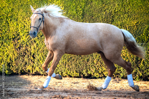 View of a palomino Lusitano horse galloping in an arena with a green hedge in the background in Portugal.