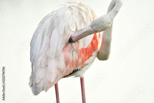 Flamingo putzt sich