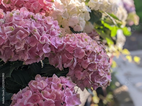 Beautiful pink and white hydrangea flowers blooming in garden containers