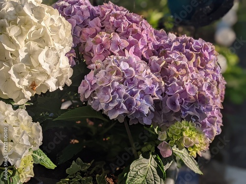 Beautiful pink and white hydrangea flowers blooming in garden containers