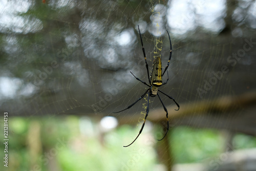 A big spider named nephila pilipes is in her web. Spider in the wild with a background of blur, spider in the nest, Spider webs