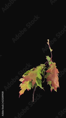 Reverse time lapse of wilted, curled Acer leaves transforming back into fresh green foliage, autumn colors fading to green, isolated on a black background, vertical footage