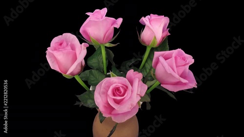 Time lapse of five pink 'Blushing Akito' roses blooming in a vase, buds gradually opening into fully bloomed flowers, isolated on a black background, 4K footage