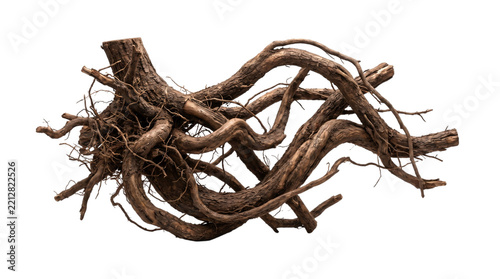 Tangled brown tree roots on black background, isolated on transparent background