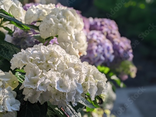Close-up of white hydrangea macrophylla blossoms with pink and purple flowers nearby