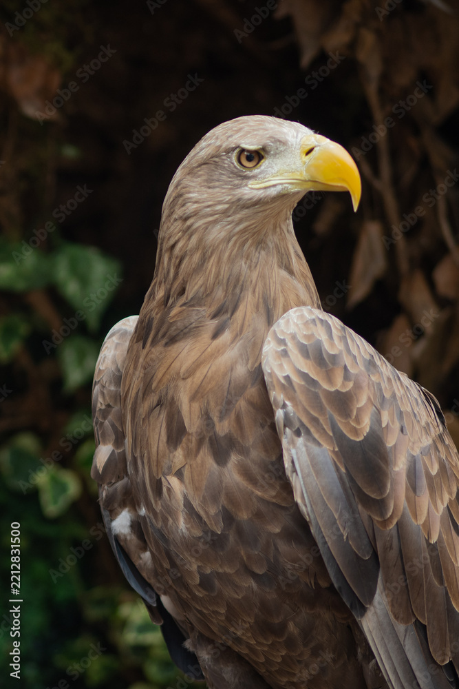 Fototapeta premium Adult white-tailed eagle perched against ivy background, vertical portrait of a sea eagle