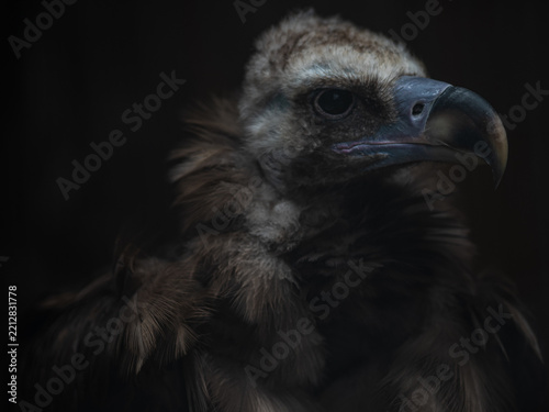 Obraz na plátně Cinereous vulture portrait in low key, dark moody profile of a large scavenger b