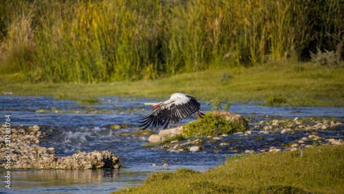 White stork flying low over the rocky Chirchiq River, with wings fully spread and green riverbanks forming a natural Central Asian backdrop.