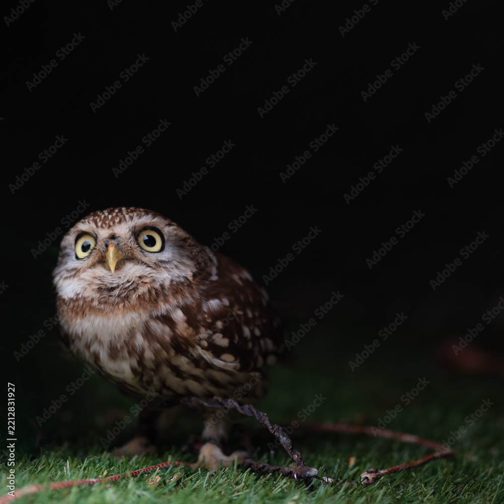 Obraz premium Cute little owl with big yellow eyes looking at camera, surprised face on dark background