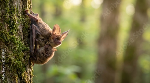 Mother bat holding a pup