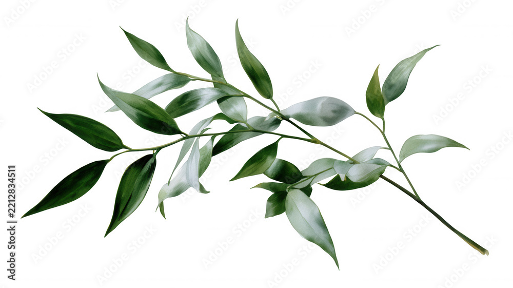 Fototapeta premium Variegated green leaves branch botanical plant foliage transparent design elements background