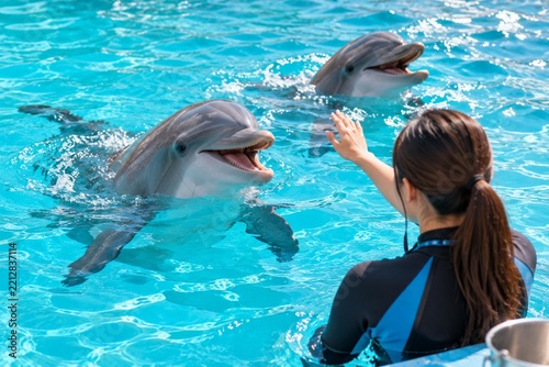 Female trainer interacting with two dolphins in blue water pool