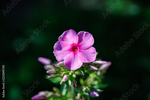 Close-up of pink phlox flower on dark blurred green background, nature and botanical garden concept