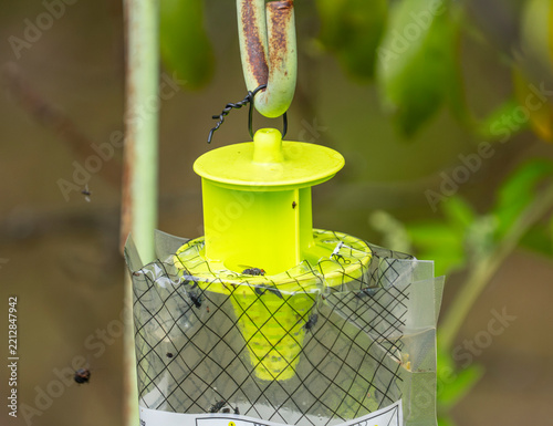  close up on plastic fly trap bag