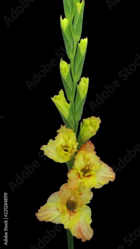 Time lapse of a yellow gladiolus flower spike blooming from bud to full bloom while lower flowers wilt, isolated on black with alpha transparency, vertical orientation
