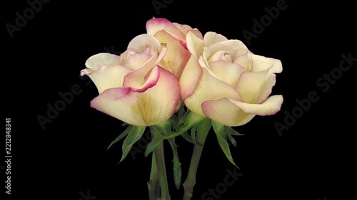 Time lapse of bicolor 'Lipstick' roses blooming from buds to full bloom, then wilting and drying with browning petals, isolated on a black background, 4K footage