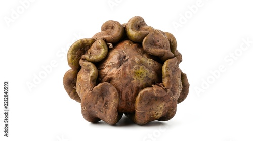 Dillenia indica or Elephant Apple fruit isolated on white background, a unique tropical exotic fruit with a textured brown leathery skin surface