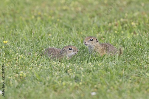 European ground squirrel (Spermophilus citellus) two animals in a meadow, Burgenland Austria
