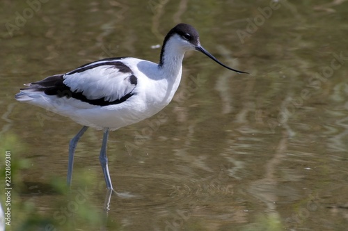 Avocet, Recurvirostra avosetta, saber beaks, birds, charadriiformes, limikolen, birds, waders, waterbirds, waders