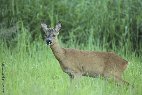Roe deer (Capreolus capreolus) buck, so-called button buck in tall grass, Allgäu, Bavaria, Germany