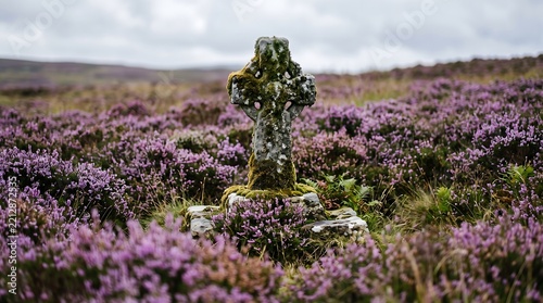 Ancient weathered stone Celtic cross standing in a blooming purple heather field under a soft overcast cloudy sky