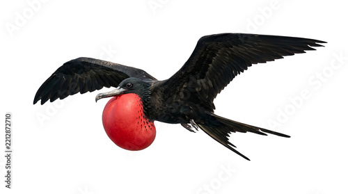 A male Magnificent Frigatebird soaring with its distinctive red gular sac inflated for a breeding display, featuring black plumage and large wingspan, isolated on white transparent background