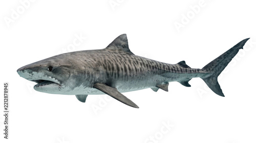 A majestic tiger shark swimming gracefully through the deep blue ocean waters isolated on white
