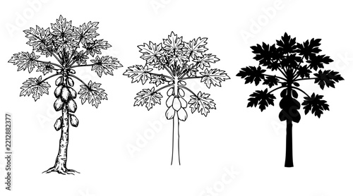 Papaya Tree Sketch Outline and Silhouette Black White Vector Collection