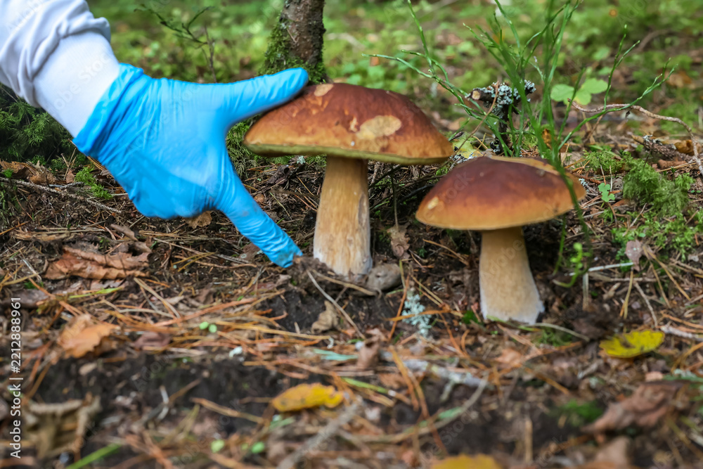 Fototapeta premium A hand in a blue glove touches a large porcini mushroom in the forest litter