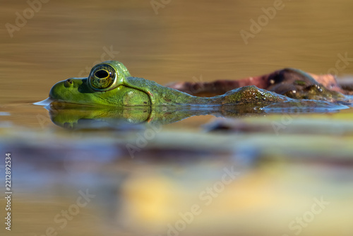 Side or profile view of American bullfrog(Lithobates catesbeianus) in the pond.