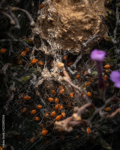 Dozens of  Green Lynx Spiderlings (Peucetia viridans) underneath the egg casing.