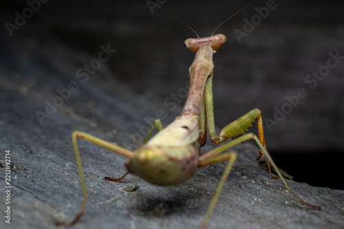Rear view of a native female Carolina Mantis (Stagmomantis carolina).