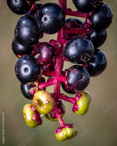 Closeup of the late-season berries of an American pokeweed (Phytolacca americana).