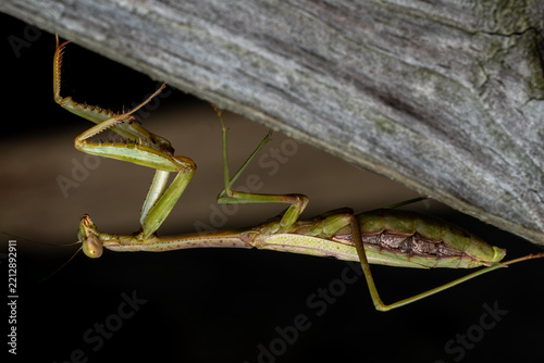 Profile view of a female Carolina Mantis (Stagmomantis carolina).