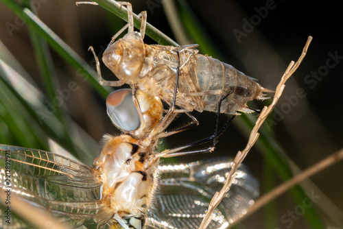 Closeup of a Wandering glider (Pantala flavescens), clinging to its molt or exuvia.