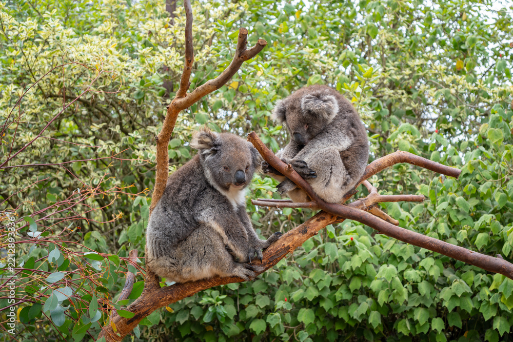 Obraz premium Two koalas resting on tree branches in Kangaroo Island, Australia