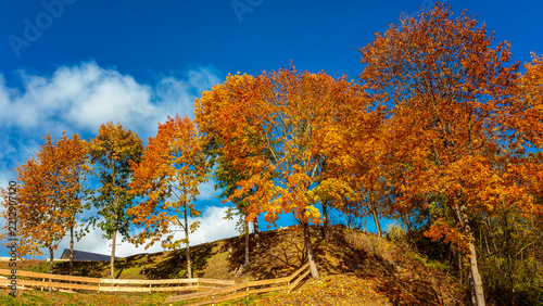 Colorful autumn trees on a rural farm