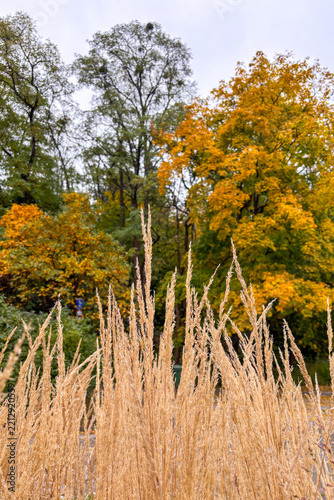 Wet golden yellow leaves cover the park in Kyiv, Ukraine, shimmering with raindrops and reflecting the soft autumn light.

