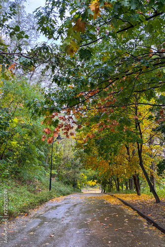 Wet golden yellow leaves cover the park in Kyiv, Ukraine, shimmering with raindrops and reflecting the soft autumn light.
