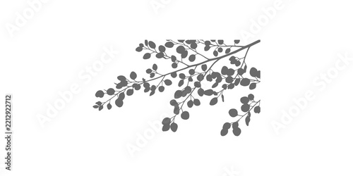 Eucalyptus branch foliage botanical graphic element for organic design projects.