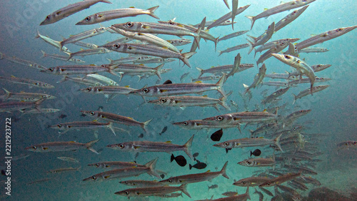 Dense School of Barracuda in Blue-Green Water