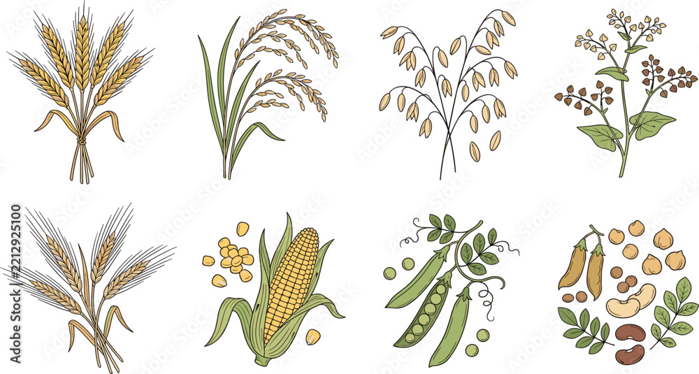 Fototapeta premium Hand Drawn Collection of Wheat, Rice, Oat, Corn, Pea and Legume Crops