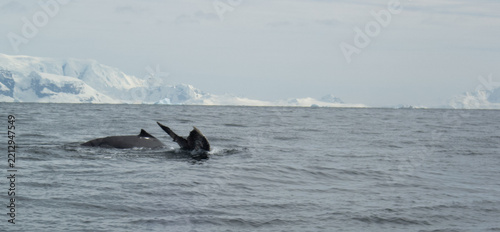 Whale swimming in the Southern Ocean