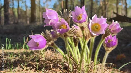 Rare purple Pulsatilla patens flowers, also known as pasque flower, bloom in early spring forests as a protected wild plant with distinctive bell shaped blossoms