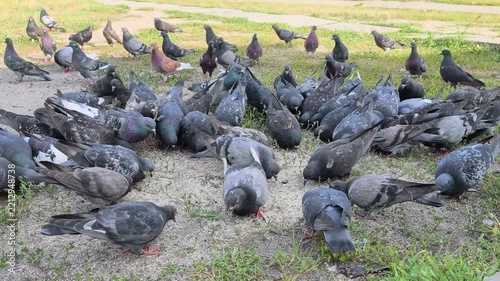 A lively flock of urban pigeons feeds on scattered millet, illustrating natural feeding behavior and adaptation to a busy city environment