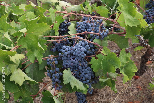 Grapes are ripening in the vineyard
