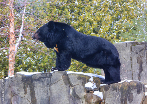 Asian black bear (Ursus thibetanus or Selenarctos thibetanus), also moon or white-chested bear, is a medium-sized bear species native to Asia and largely adapted to arboreal life